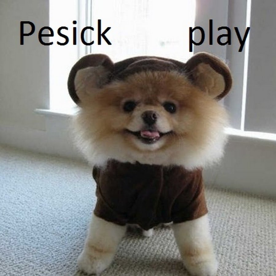 Японский шпиц карликовый померанский