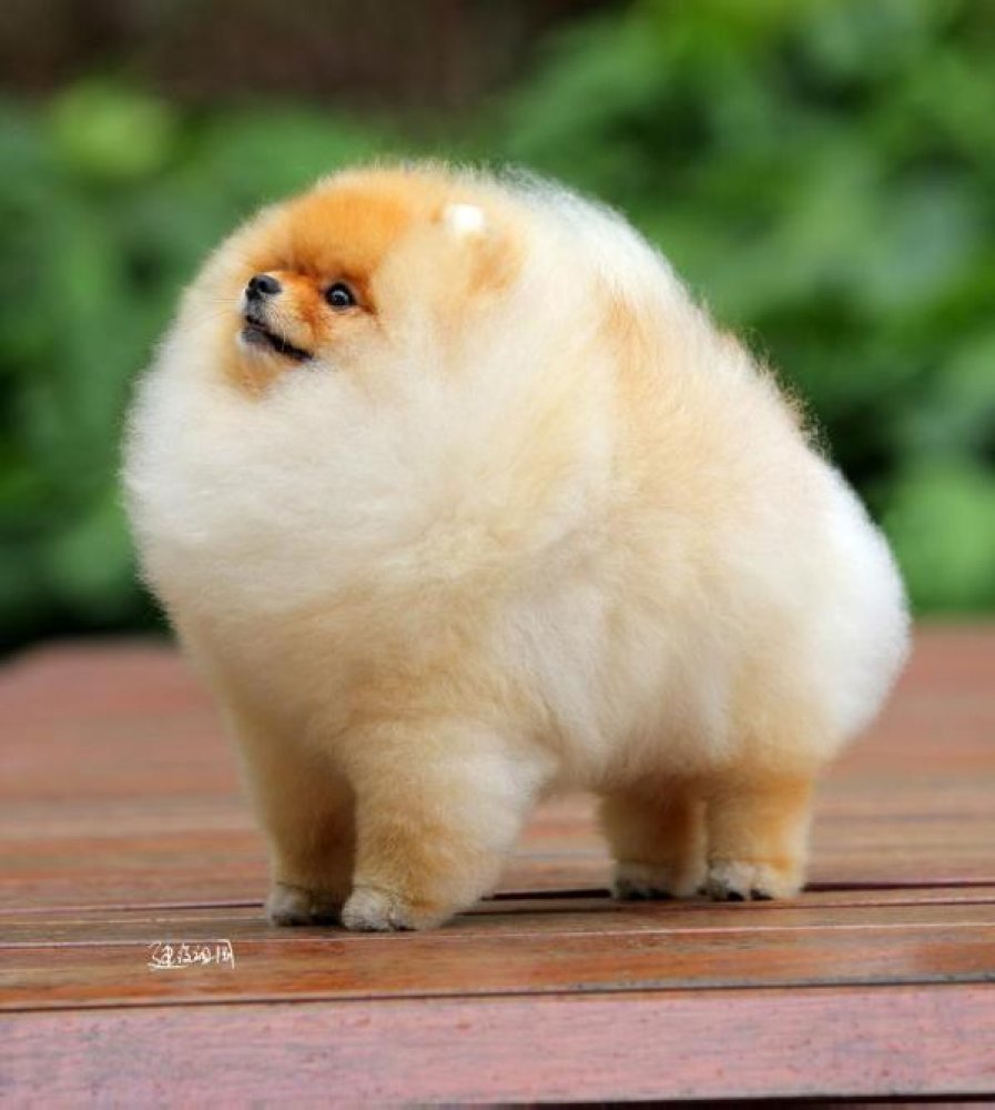 Милые маленькие собачки