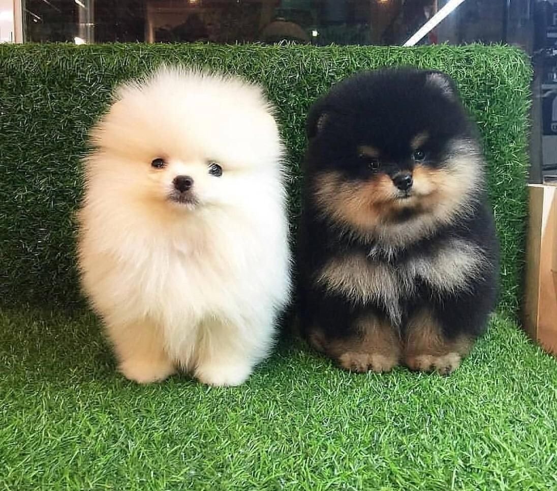 Померанский шпиц jiffpom