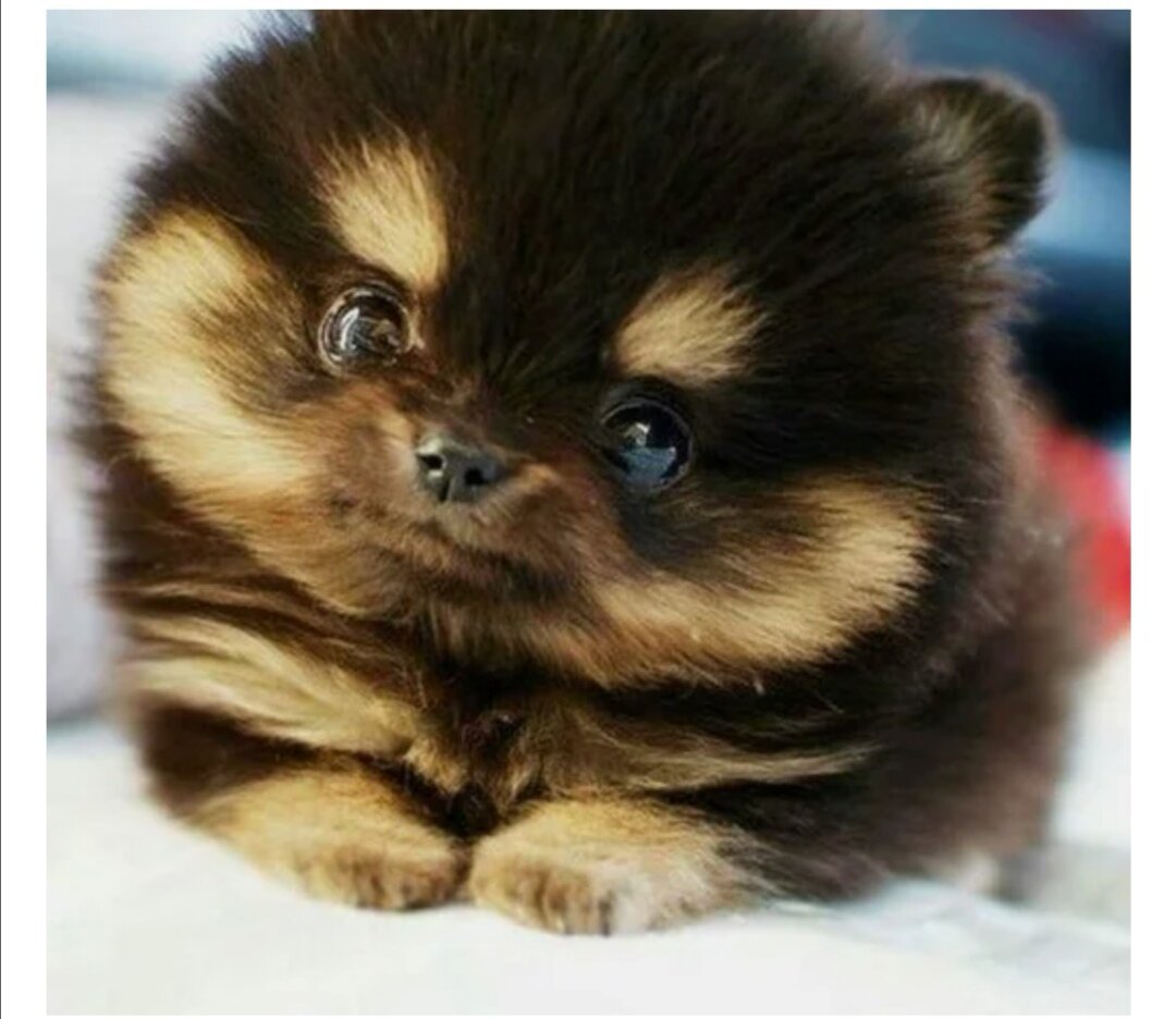 Померанский шпиц Boo