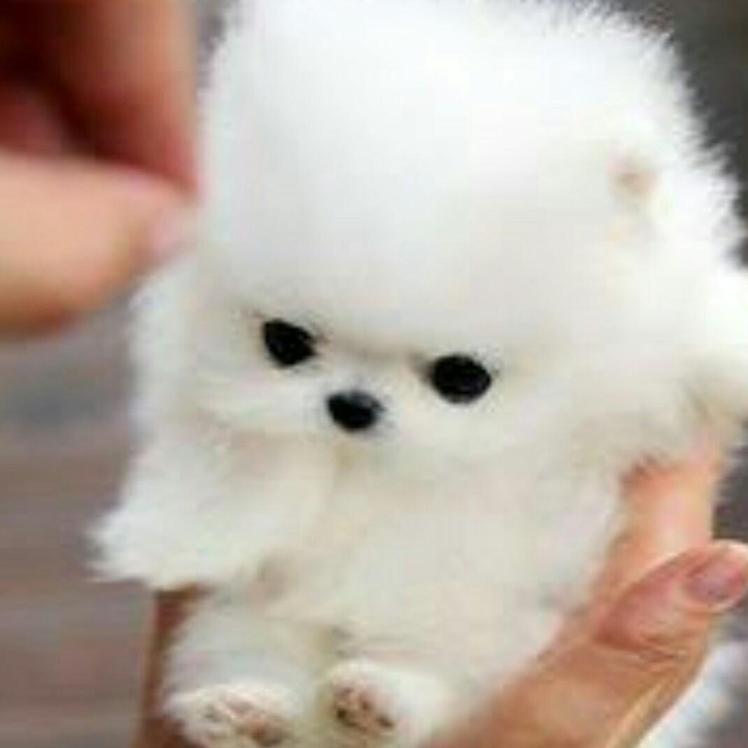 Королева Виктория и померанский шпиц