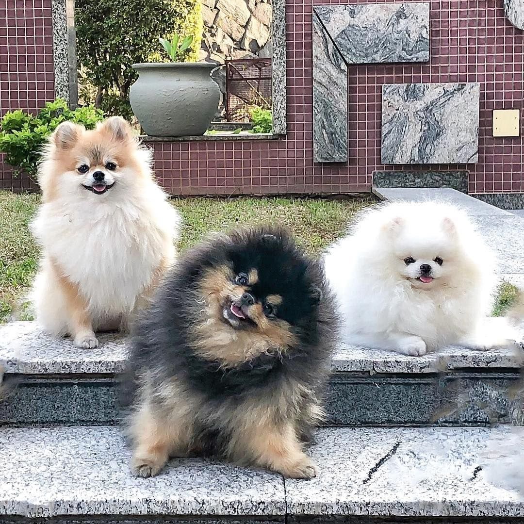 Померанский шпиц Бертрам