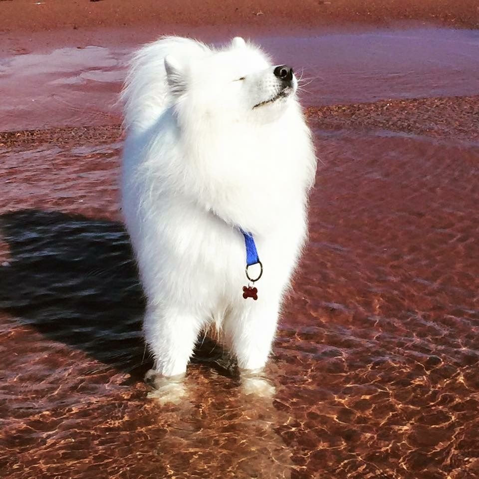 Шпиц в шапке