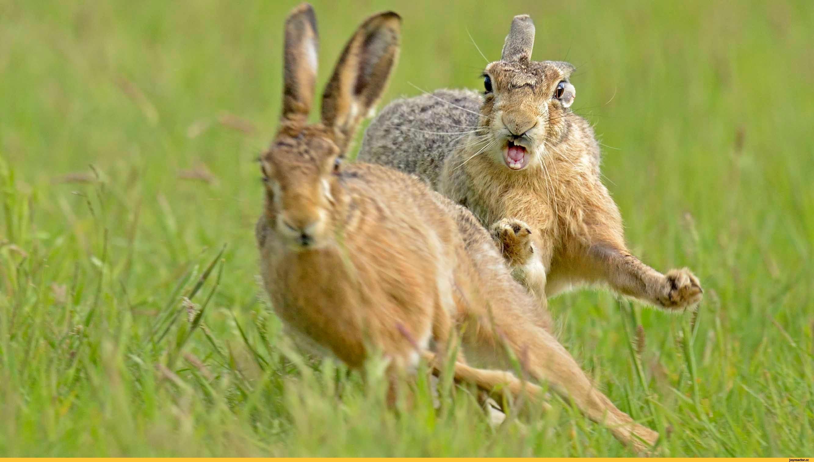 Заяц сразу. Заяц-Русак. Заяц Русак и кролик. Заяц Русак самка. Заяц Русак в дикой природе.
