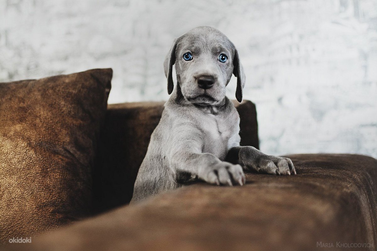 Вермайнер щенок