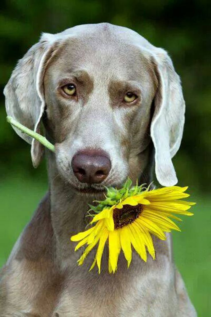 Веймаранер щенок