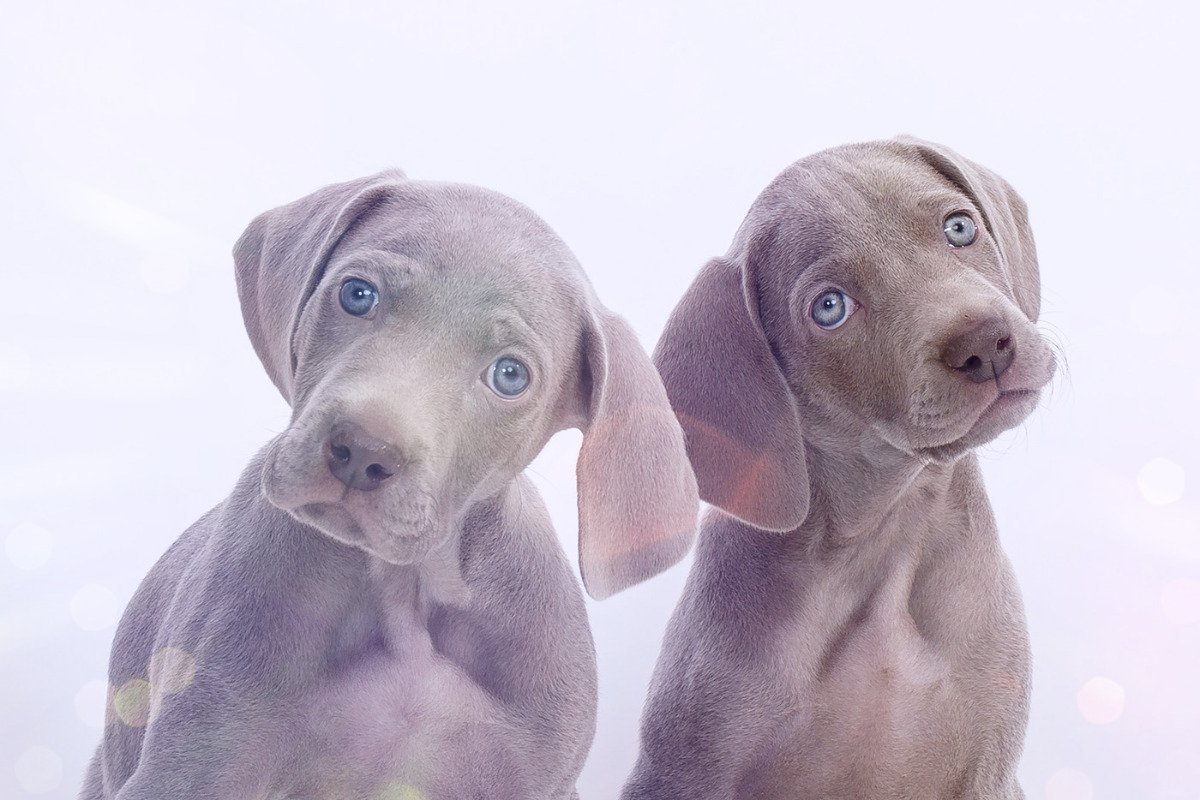 Веймаранер легавые собаки