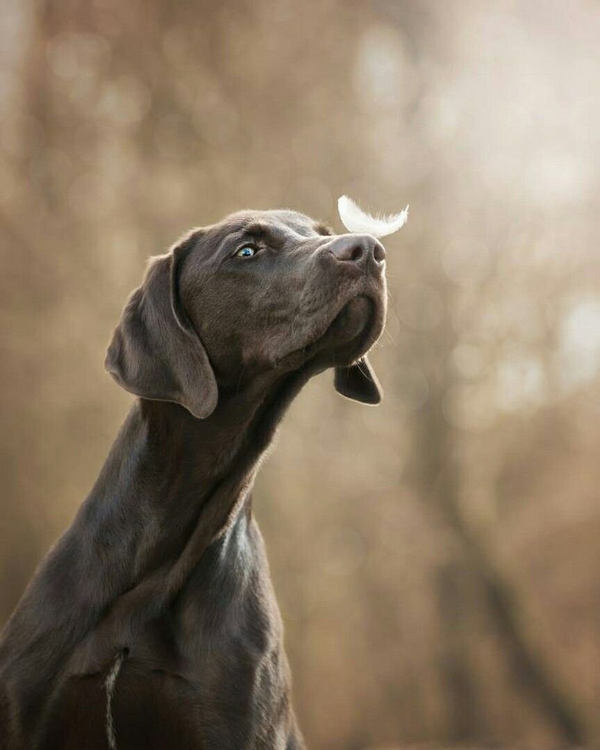 Веймаранер легавая