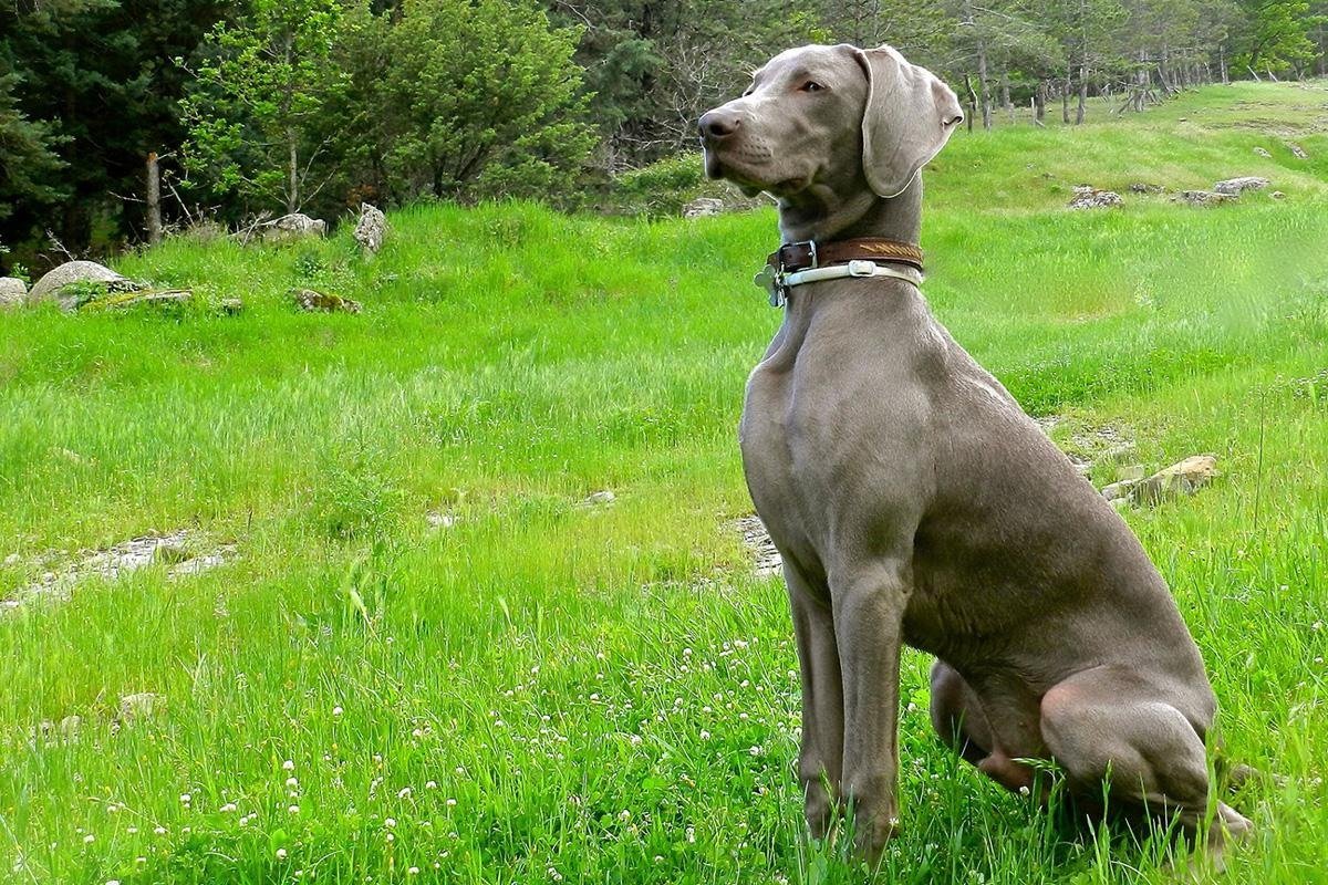 Порода собак Вайнмайер