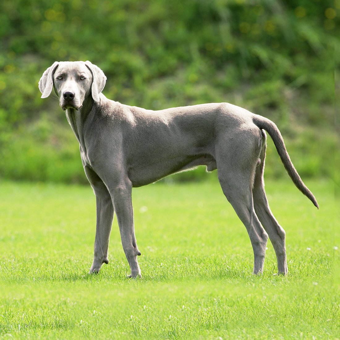 Веймарская гончая