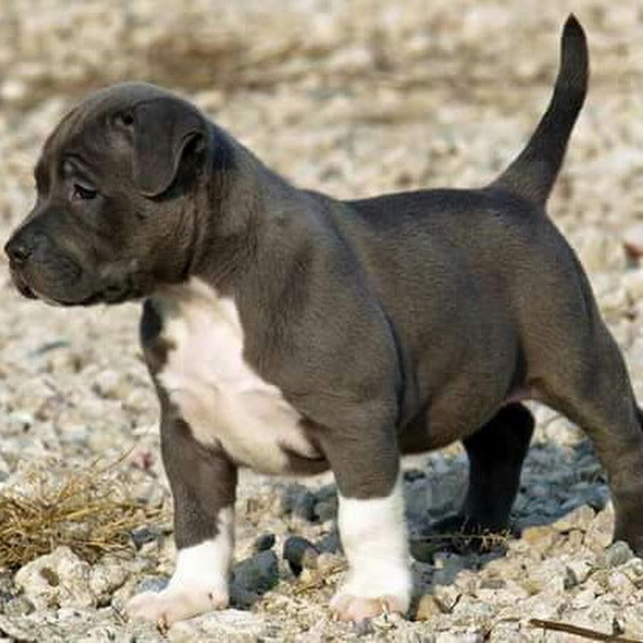 Милые щенки много