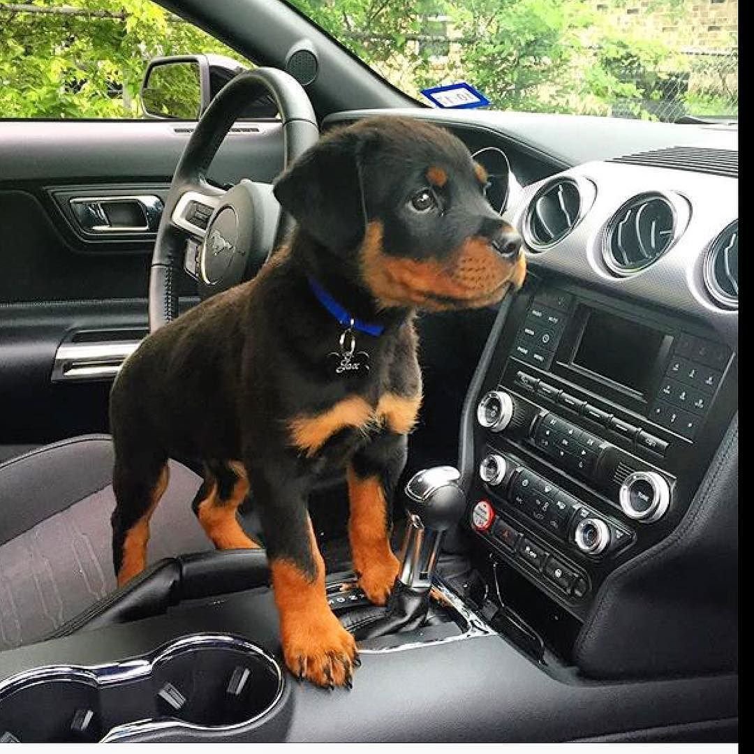 Ротвейлер и автомобиль