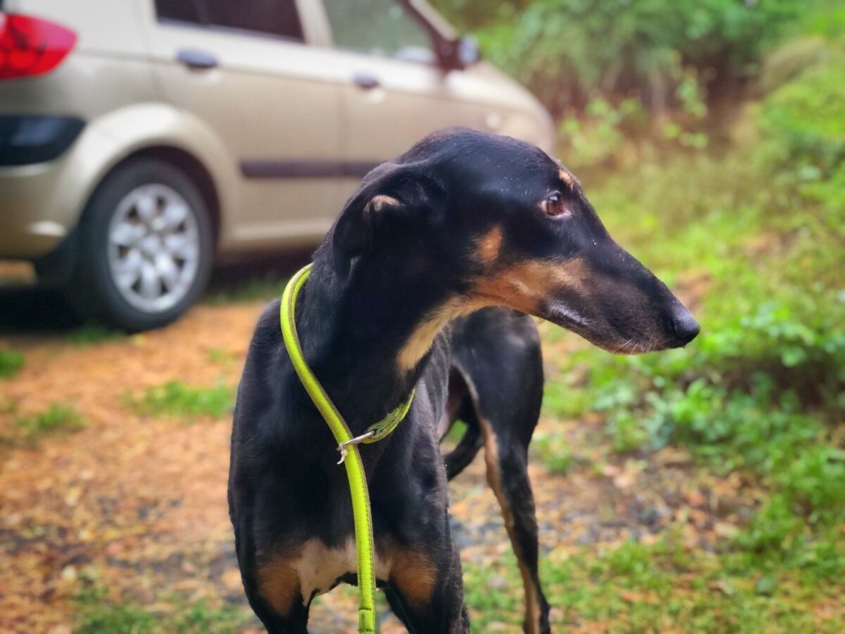 Гончая такса