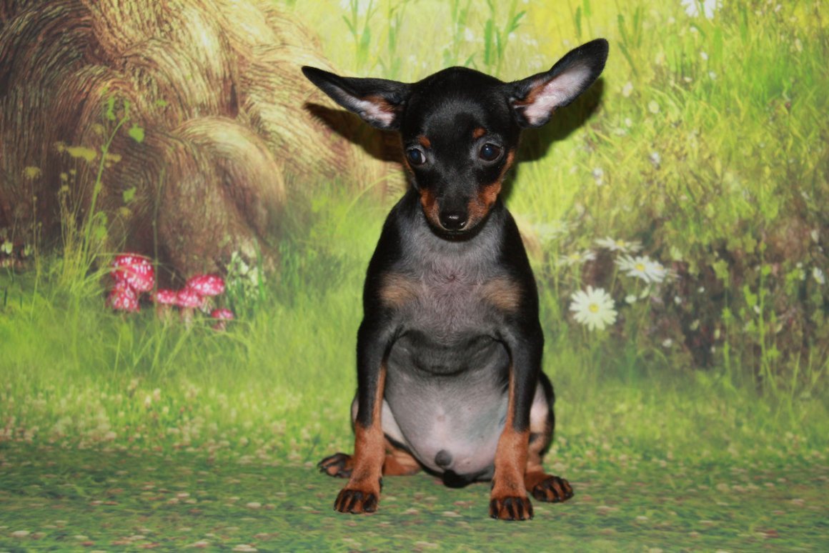 Морда той терьера