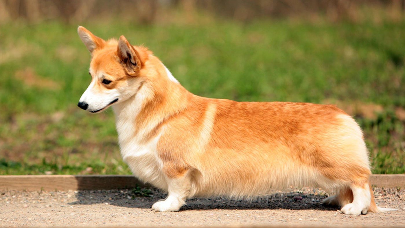 Рыжая собака с короткими лапами - 77 фото