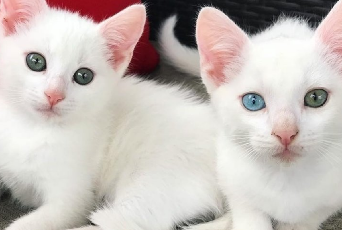 Ангора альбинос кошка