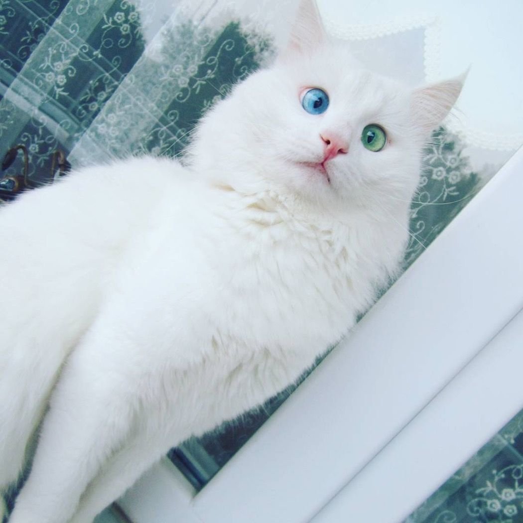 Белая кошка с голубыми глазами порода гладкошерстная