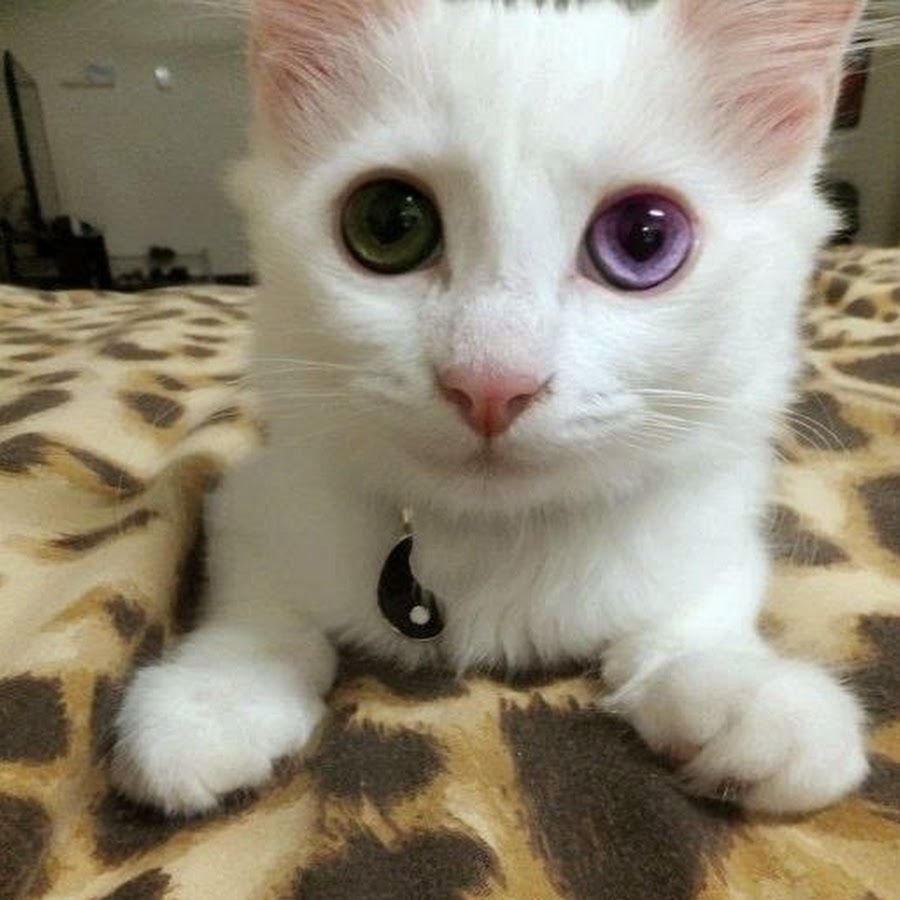 Каракал альбинос