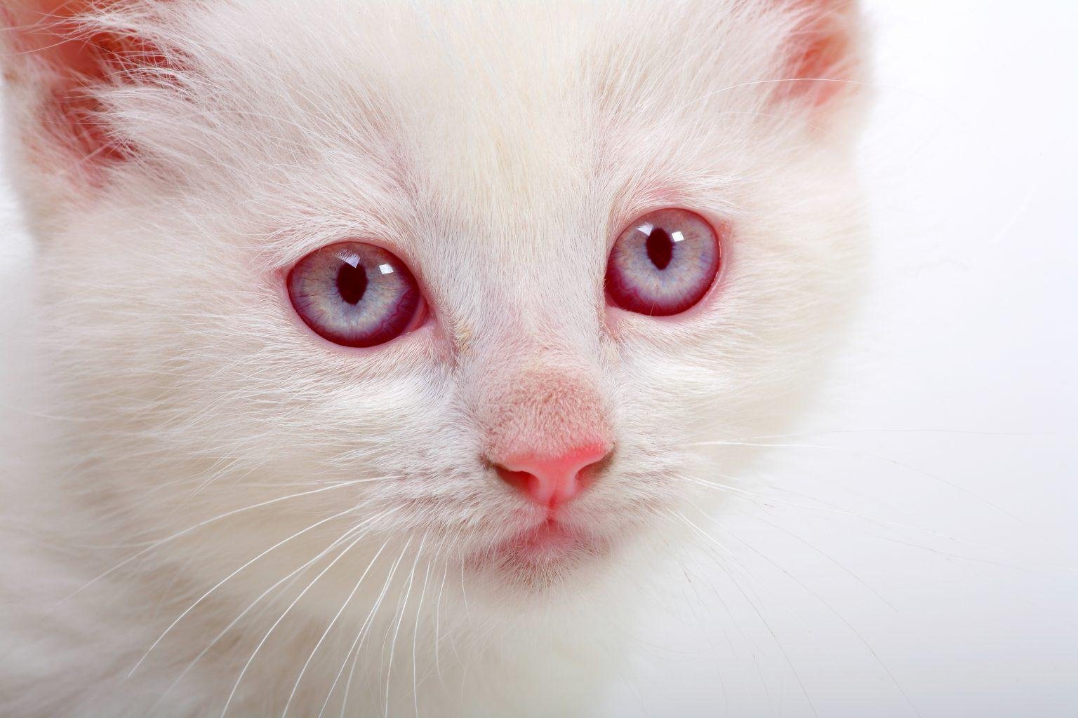 Кот альбинос с красными глазами - 80 фото