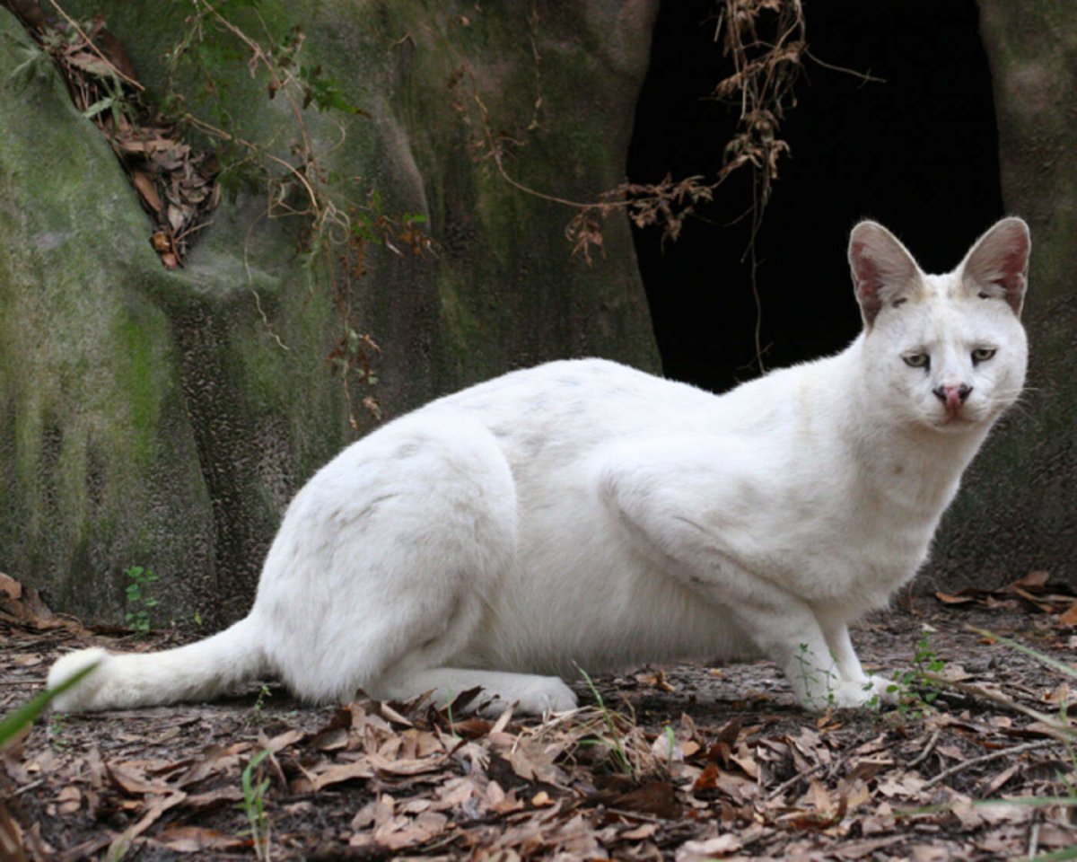 Волк альбинос с красными глазами
