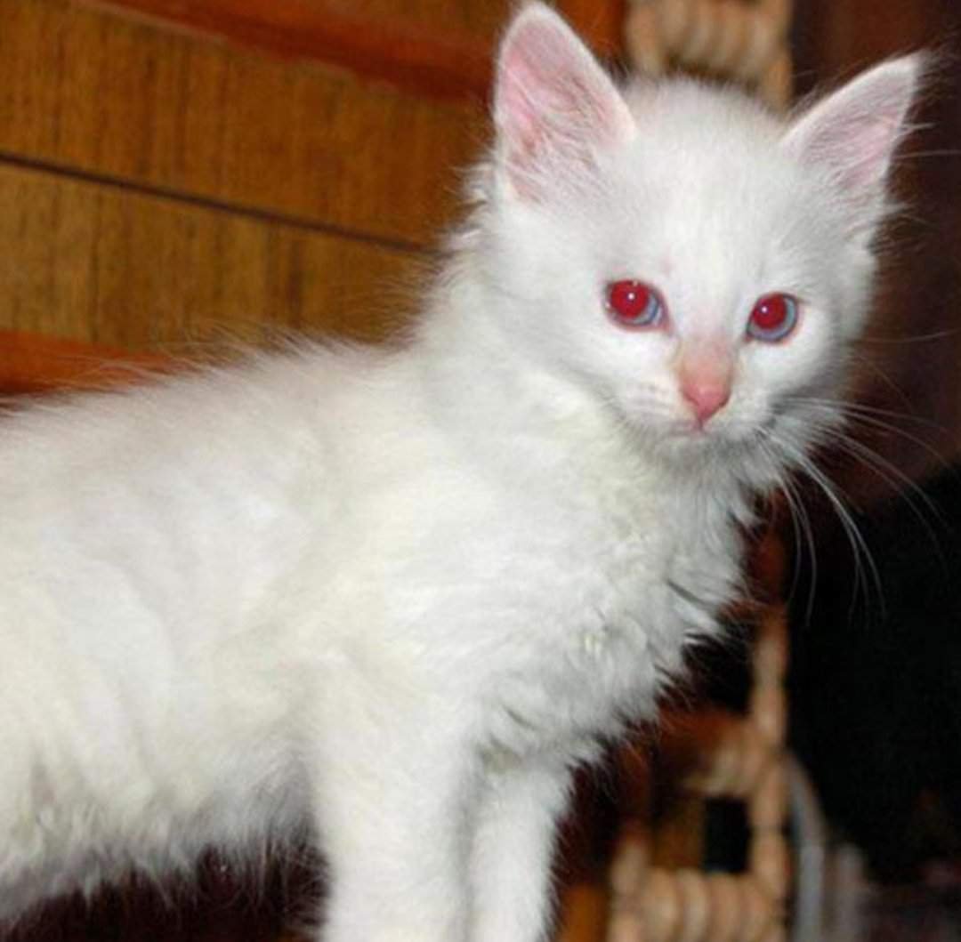 Ангорская кошка альбинос