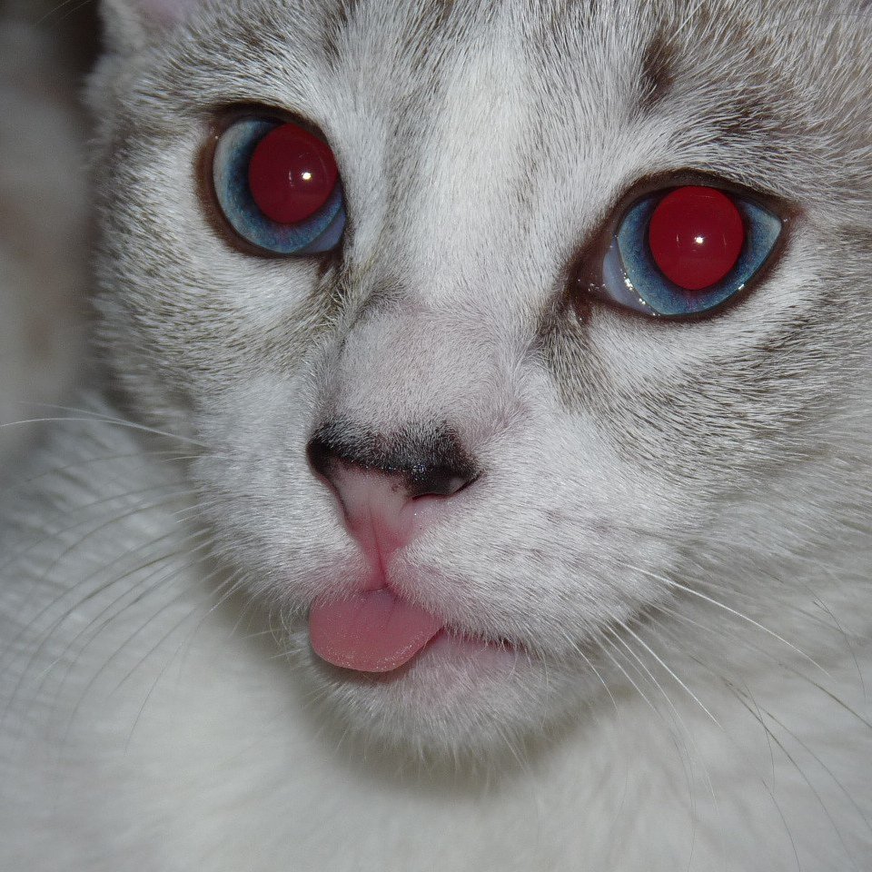 Сибирская кошка альбинос