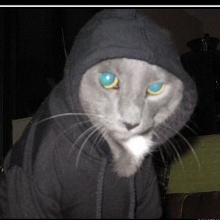 Коты гопники