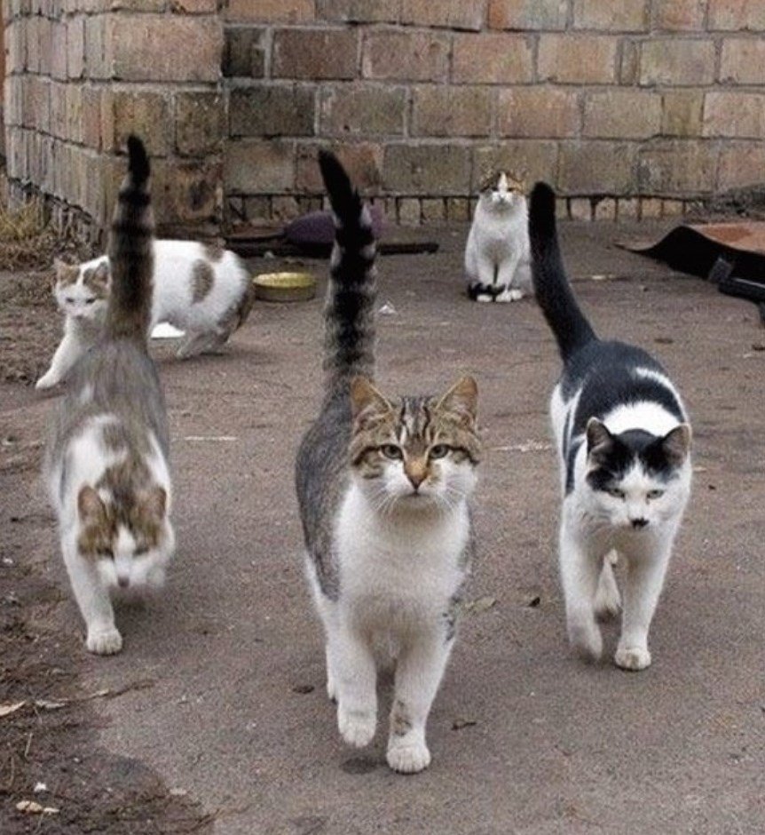 Тригада Ляля полкило