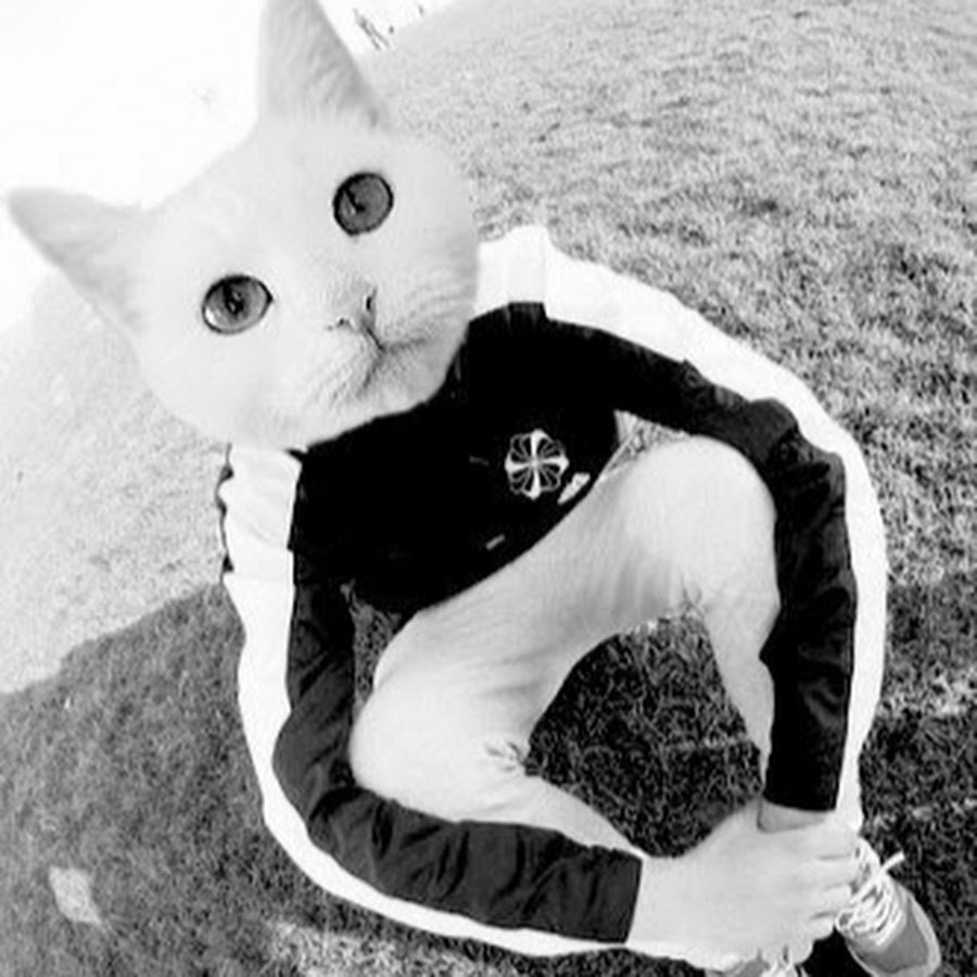 Собака в адидасе