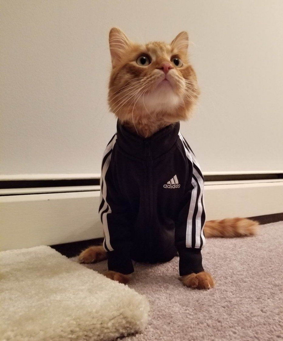 Кот в костюме