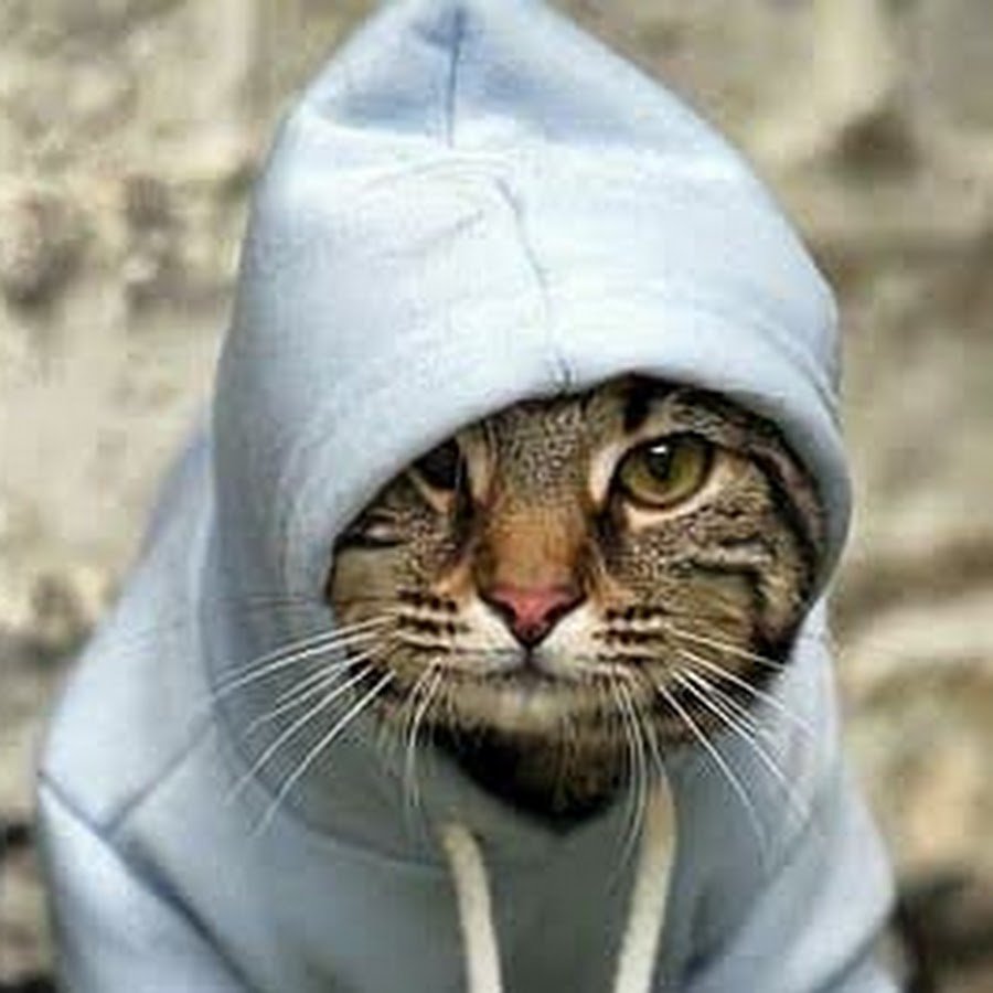 Кот в бандане