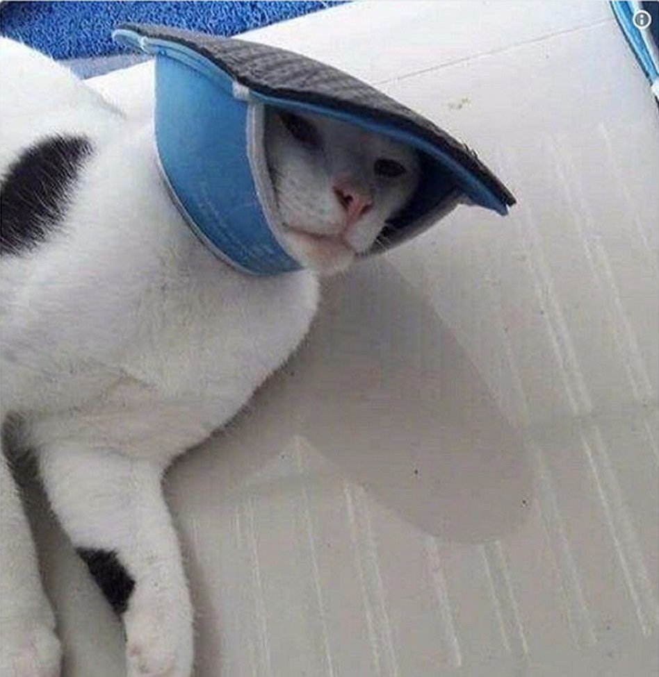 Оленна Тирелл кот