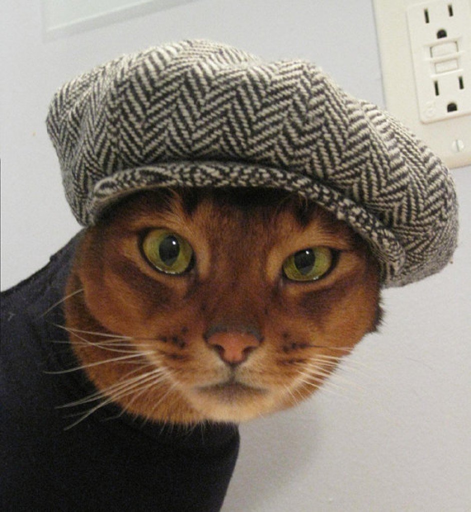 Коты в шапках на аву