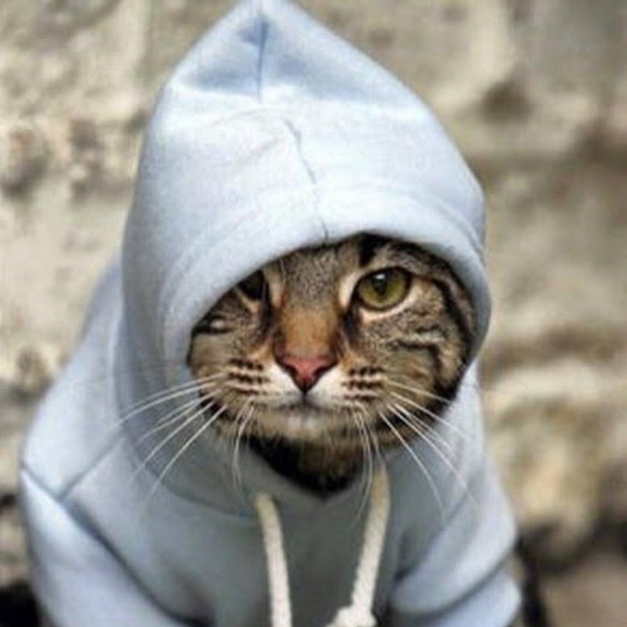 Кот в капюшоне адидас