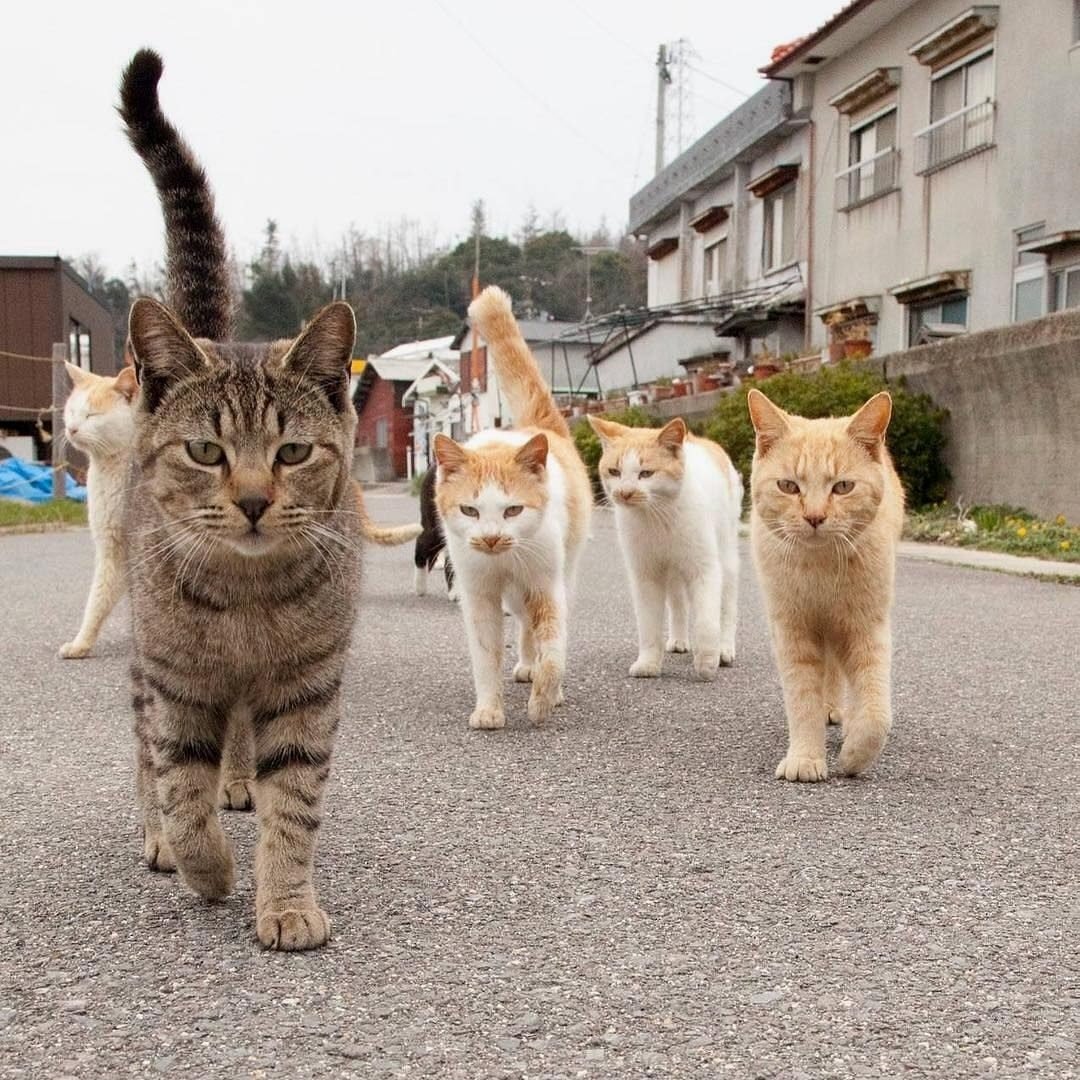 Толпа котов