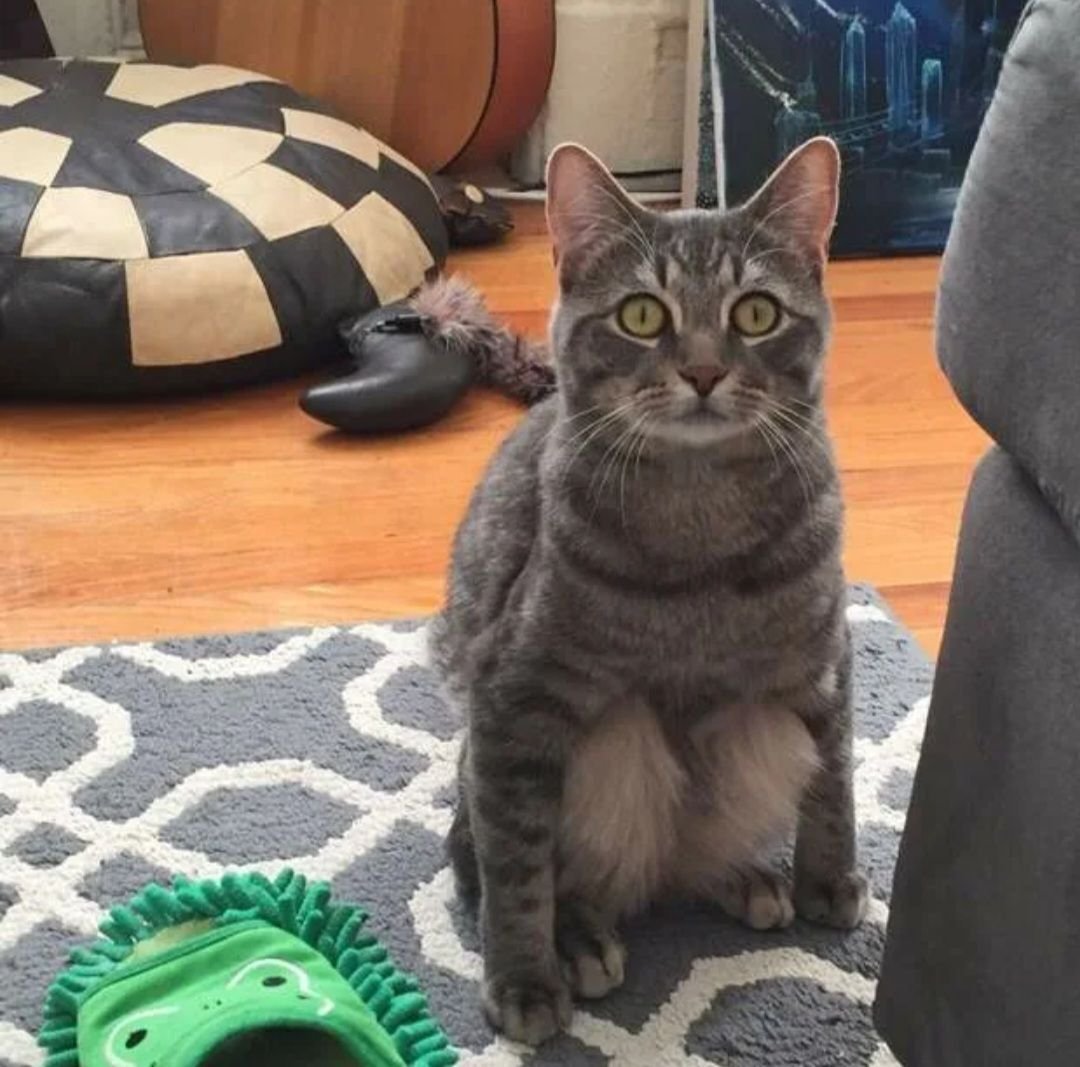 Кот сидит на корточках