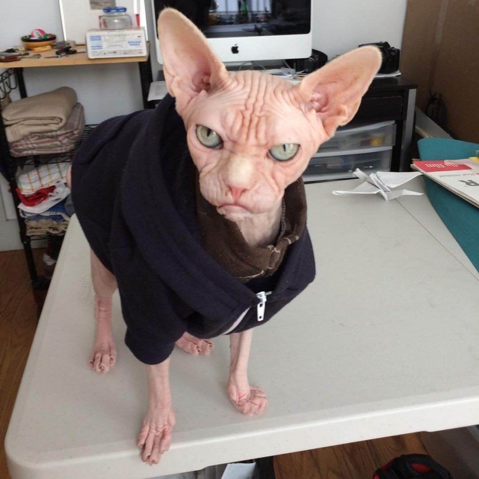 Сфинкс Локи