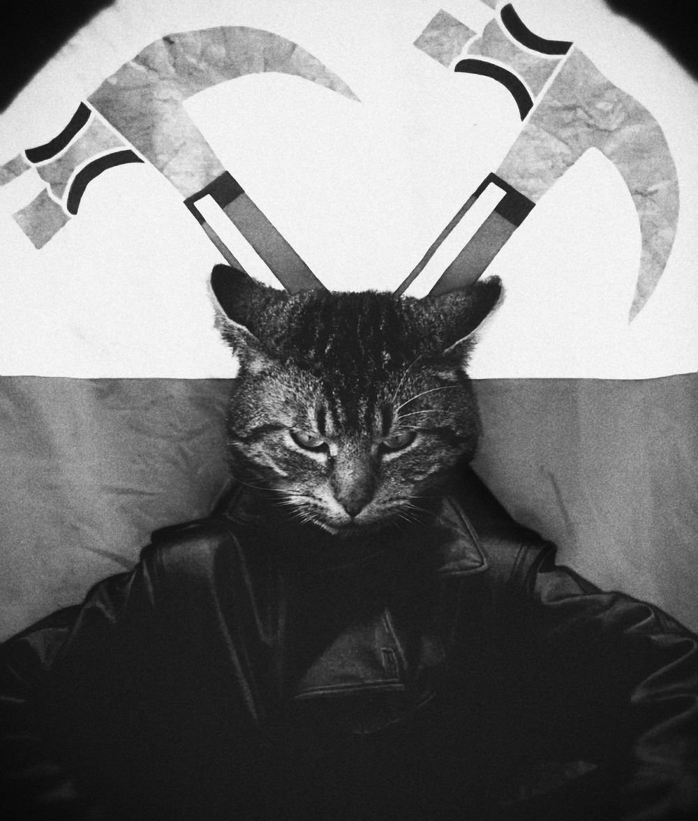 Кот с пушкой