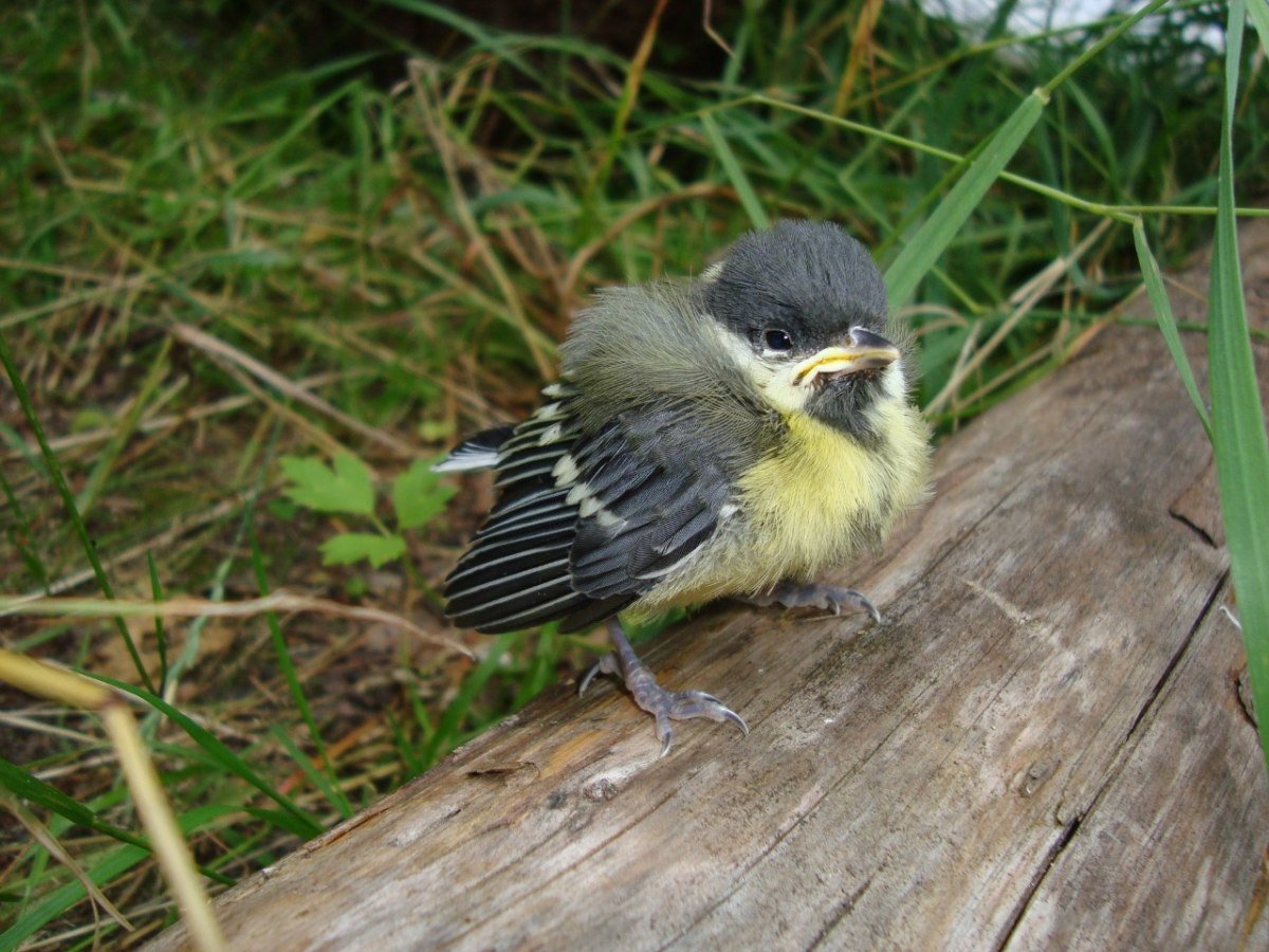 Синичка в дупле