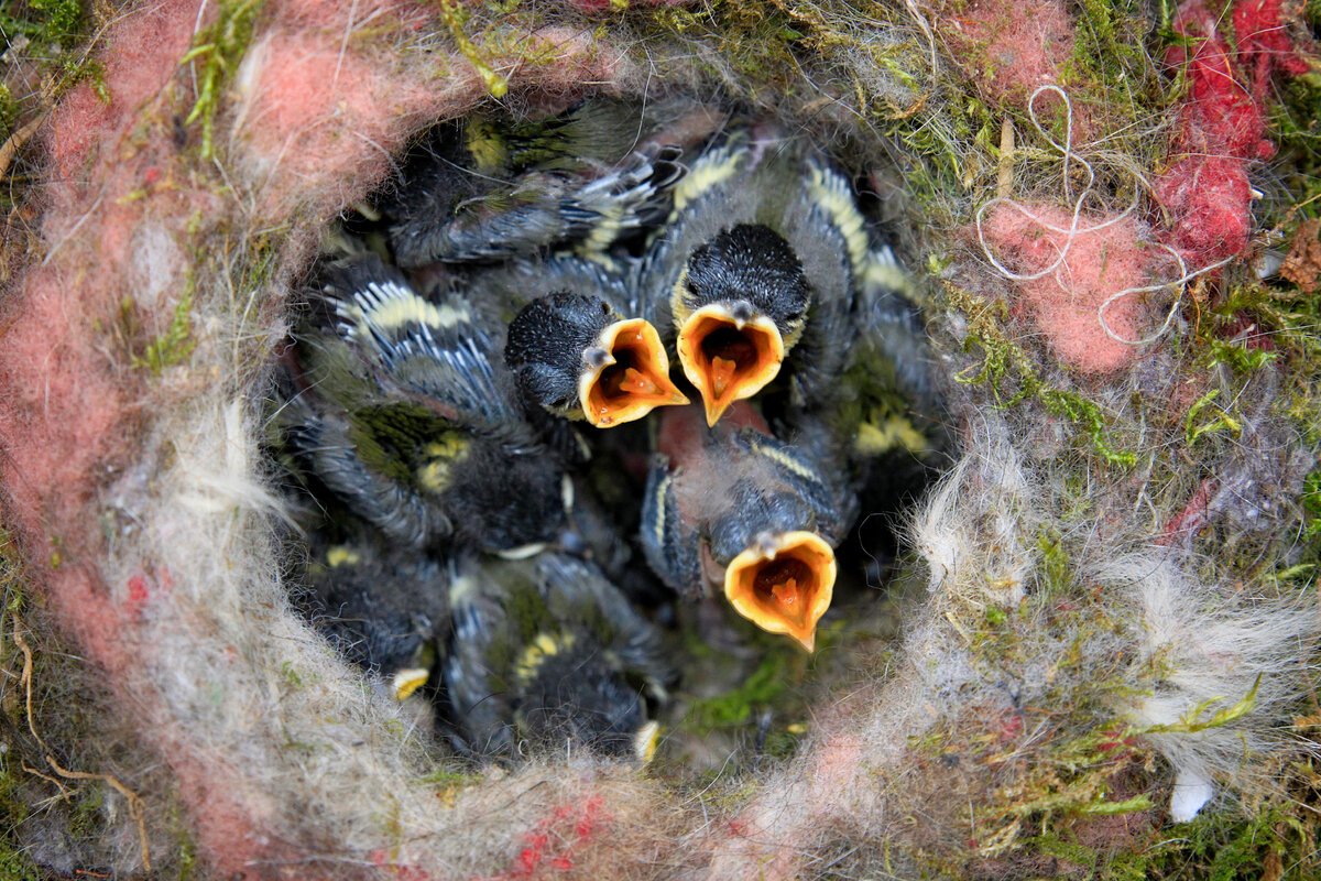 Большая синица птенцы