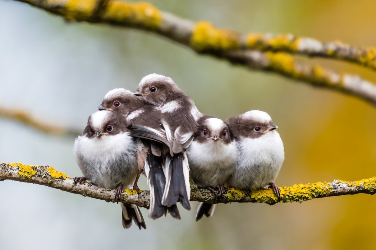 Птенцы длиннохвостой синицы