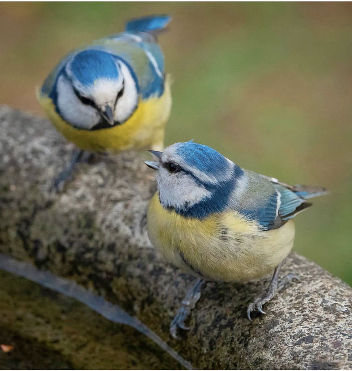 Большая синица гнездо