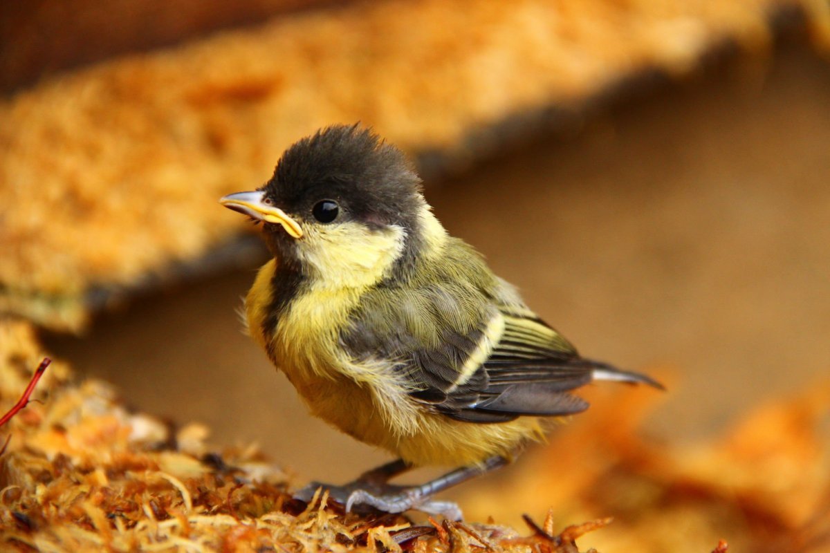 Птичка птенчик на ветке