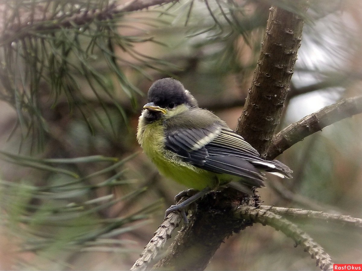 Голодная птичка