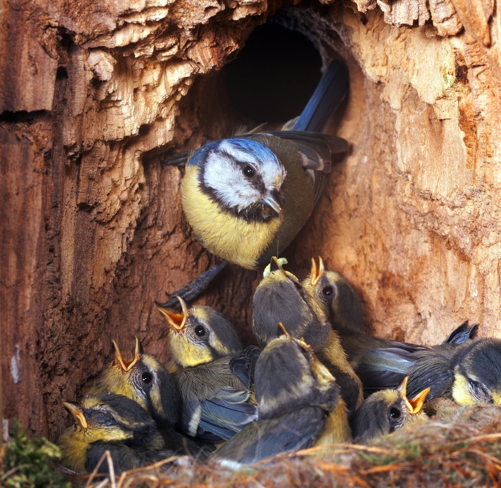 Птенец синицы слеток