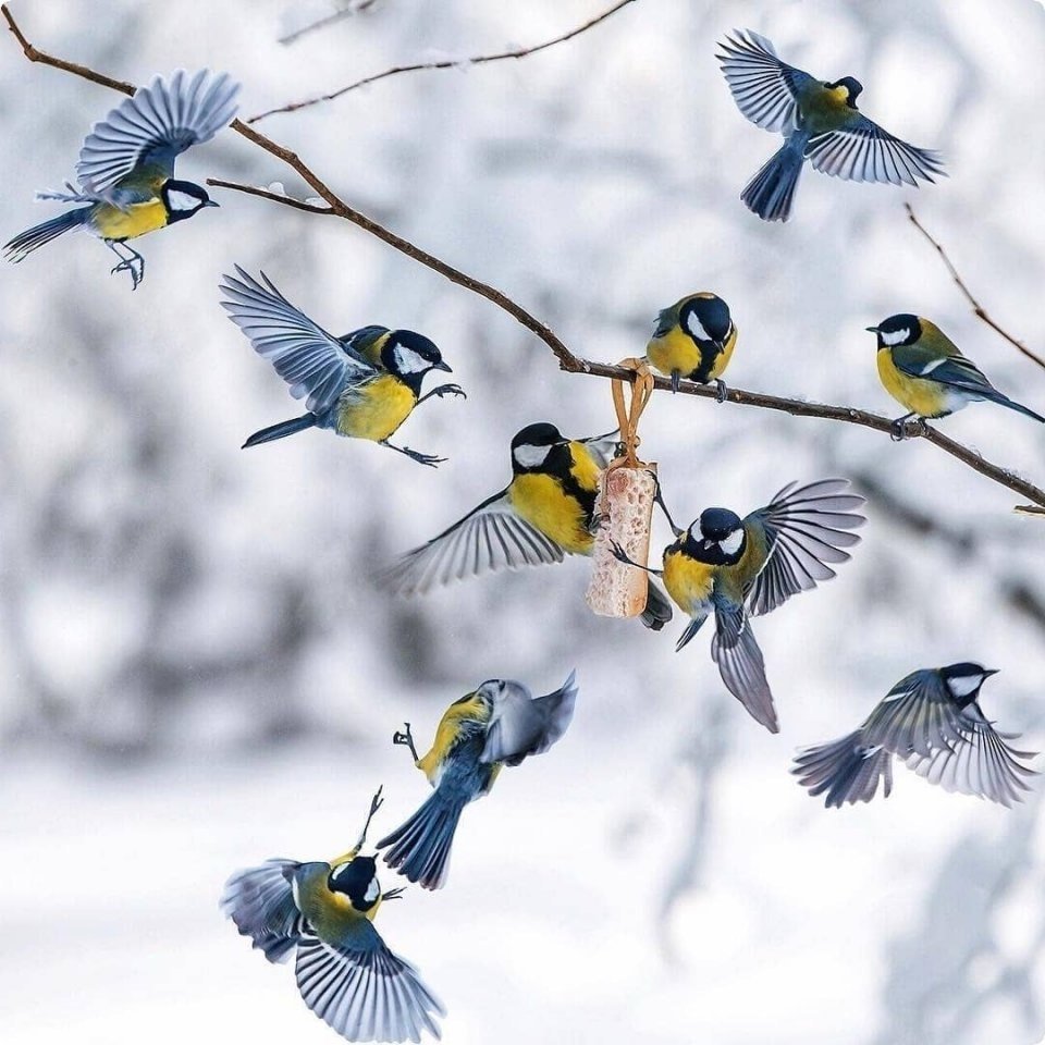 Птенец дрозда рябинника