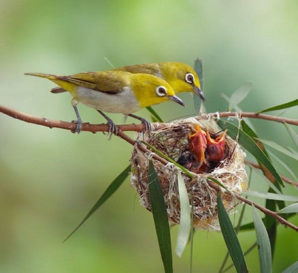 Милая птичка