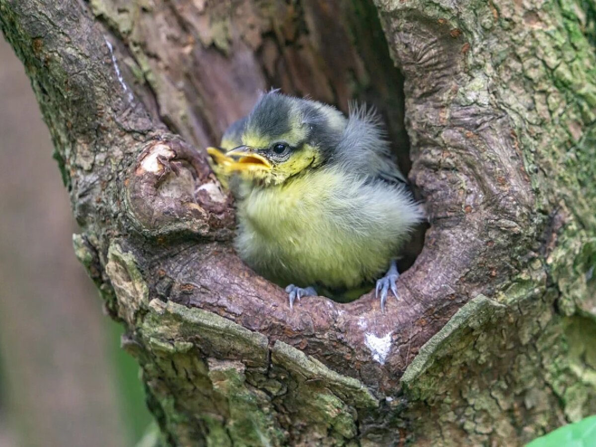 Стайка синиц