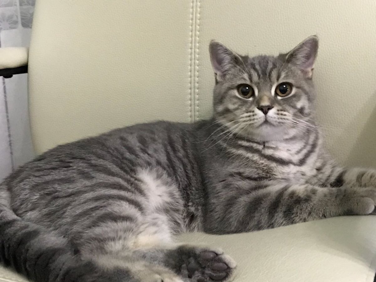 Британские и Шотландские котята