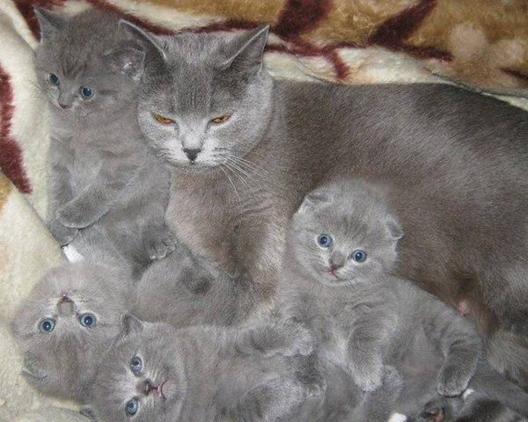 Шотландская вислоухая кошка метис